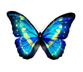 Fototapeta na wymiar Morpho blue turquoise butterfly , isolated on white