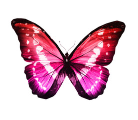 Color butterfly , isolated on white