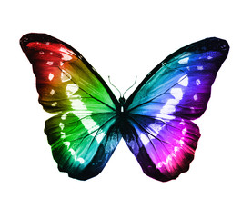 Obraz na płótnie Canvas Color butterfly , isolated on white