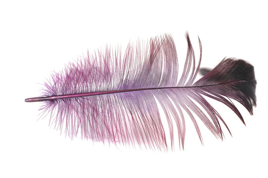 Purple Feather On A White Background