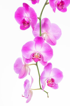 Purple Moth Orchids Close Up