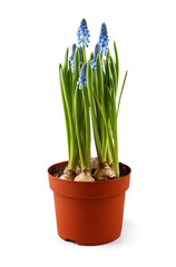 blue muscari flowers in pot isolated on white