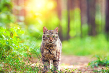 Naklejka na ściany i meble Cute siberian cat walking in the forest