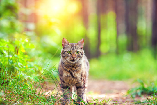 Cute siberian cat walking in the forest