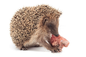 Riccio isolato su sfondo bianco che divora della carne cruda