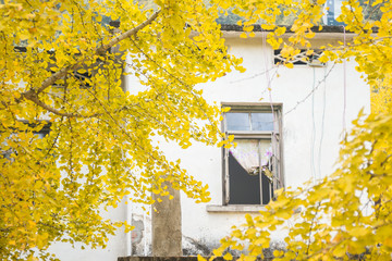 yellow ginkgo and the house