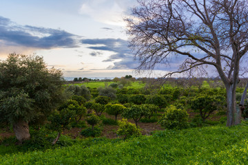 Sicilian citrus grove in winter