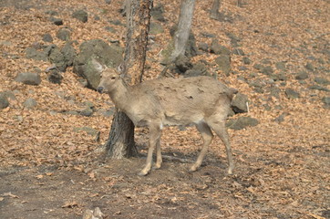 Deer in an autumn forest