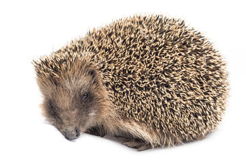 Istrice isolato su sfondo bianco