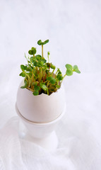 watercress salad and in eggshells - Easter card