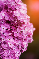 Fototapeta premium Beautiful spring lilac flowers, outdoors