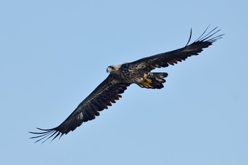 Fototapeta premium white tailed eagle (haliaeetus albicilla)