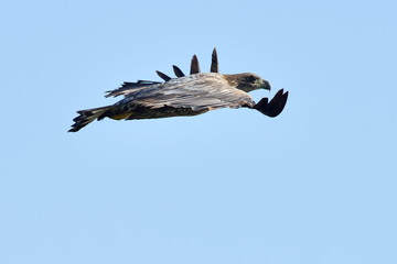 white tailed eagle (haliaeetus albicilla)