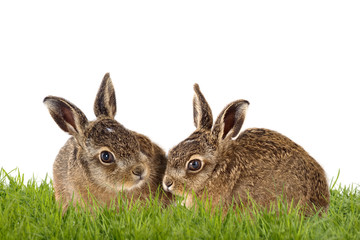 Frohe Ostern