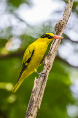Black-naped Oriole (Oriolus chinensis)  stair at us