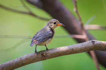 Young  Scarlet-backed Flowerpecker(Dicaeum cruentatum)