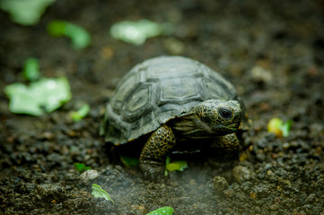 turtle in san cristobal galapagos islands