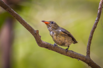 Portrait of young Scarlet-backed Flowerpecker