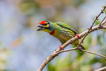 Coppersmith Barbet(Megalaima haemacephala) stair at us