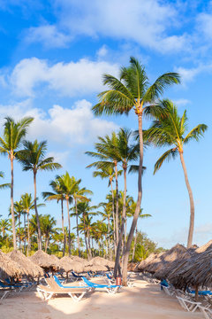 Palm trees, umbrellas and sunbeds on a sandy beach