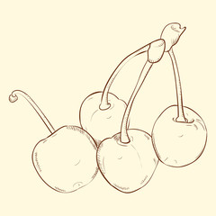 Vector sketch hand drawn of cherry