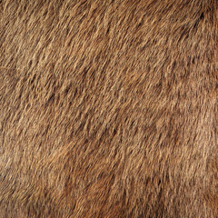 horse fur