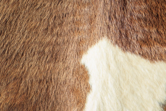 Horse Fur