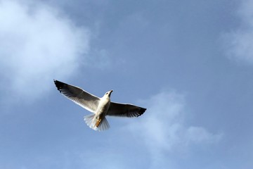 evolution of the flight of a Seagull in the sky