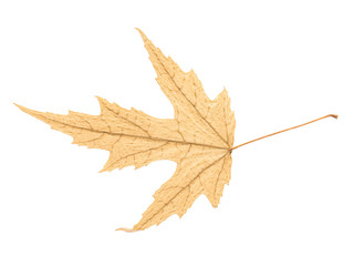Dry Autumn Leaf Isolated On White