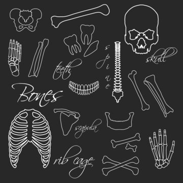human bones white outline symbols on blackboard eps10