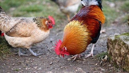 cock with the Red Crest and the hen on the farm