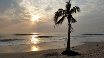 Coconut tree at huahin beach Thailand