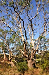 Im Eukalyptusbaum sitzen Koalabären - Australien