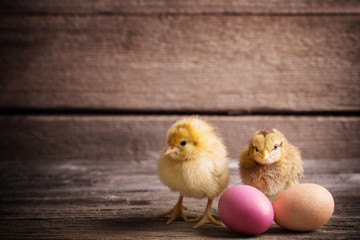chicken with Easter eggs on wooden background