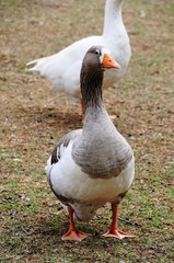 Hausgans - Graugans in der Wildnis - Australia
