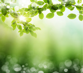 natural green background