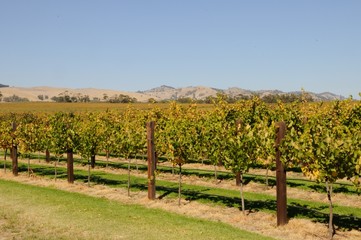 Weinanbau in Australien