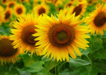 Naklejka premium Sunflowers