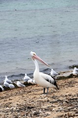 Australischer Pelikan - in Port Augusta - Australien
