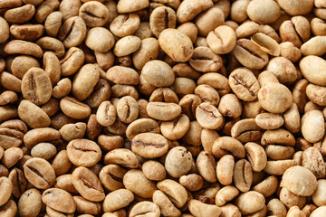 Kopi Luwak or civet coffee