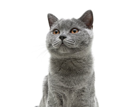 young gray cat with yellow eyes on a white background background