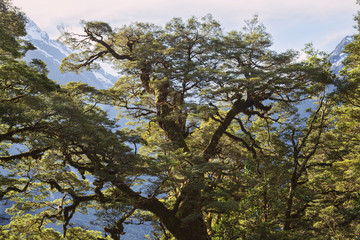 Regenwald, milford sound, neuseeland