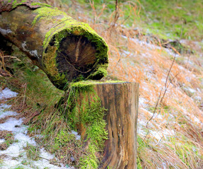 saw down tree