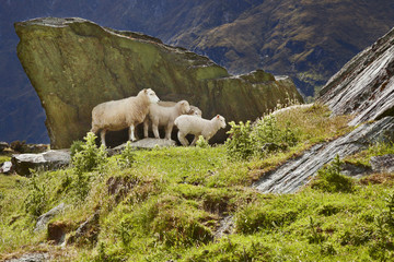 Schafe, neuseeland