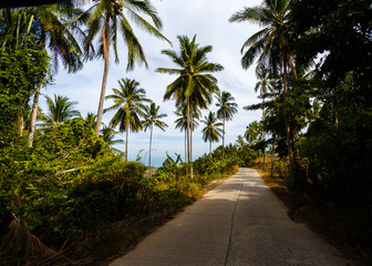 Naklejka na ściany i meble Road in the palm jungle of Thailand
