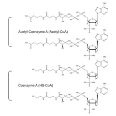 Coenzyme A and Acetyl Coenzyme A