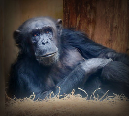 Old chimpanzee resting.
