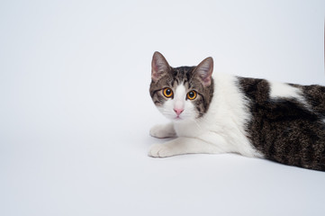 Kitten on white background
