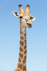 Fototapeta premium giraffe head