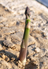 Asparagus Harvest Starts